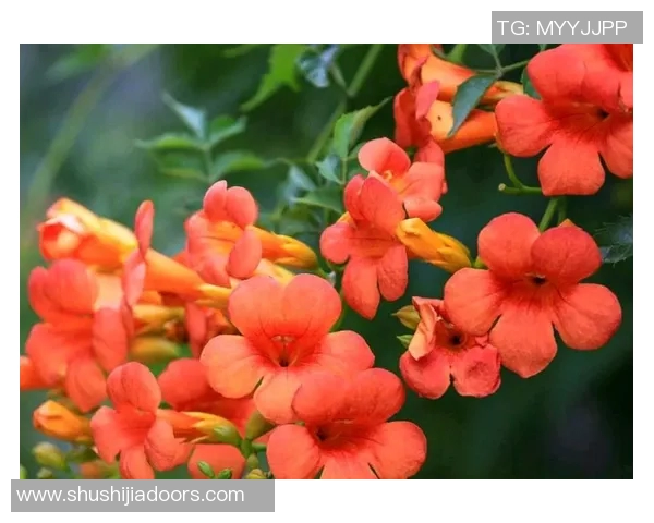 何思雨：在风雨交加中绽放的坚韧与希望之花